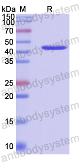 Recombinant Human ROR1/NTRKR1 Protein, N-His