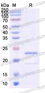 Recombinant Human PRKCE Protein, C-His