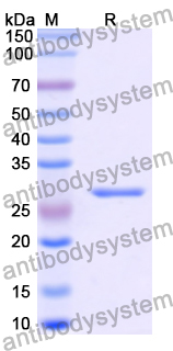 Recombinant Human DST/Dystonin Protein, N-His