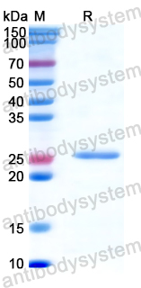 Recombinant Human HSF2 Protein, N-His-SUMO & C-Strep
