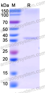 Recombinant Human TLE3 Protein, N-His