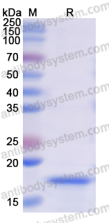Recombinant Human SSBP1 Protein, N-His