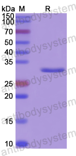 Recombinant Human DNM1 Protein, N-His