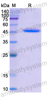 Recombinant Human COL14A1 Protein, N-GST
