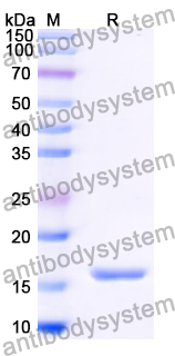 Recombinant Human EN1/HME1 Protein, N-His