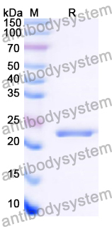 Recombinant Human EXOSC9 Protein, N-His