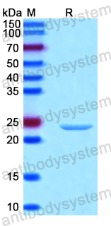 Recombinant Human MEF2C Protein, N-His-SUMO & C-Strep