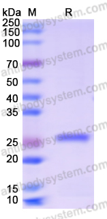 Recombinant Human PRDX1 Protein, N-His