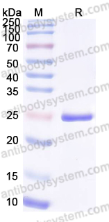 Recombinant Human PRDX1 Protein, N-His & C-His