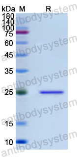 Recombinant Human C1QBP Protein, N-His