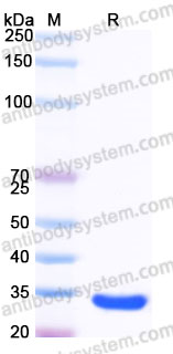 Recombinant Human C1QBP Protein, C-His