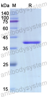 Recombinant Human MFGE8 Protein, N-His