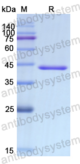 Recombinant Human MFGE8 Protein, N-His