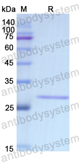 Recombinant Human ADCY2 Protein, N-His