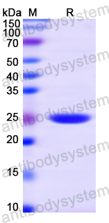 Recombinant Human PPID Protein, N-His