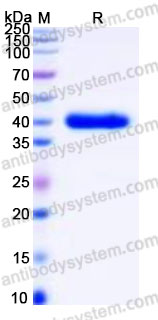 SDS PAGE for Recombinant Human PPID Protein, N-His & C-His ?>