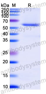 Recombinant Human HSPA14 Protein, N-His