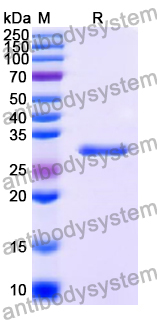 Recombinant Human STX4 Protein, N-His
