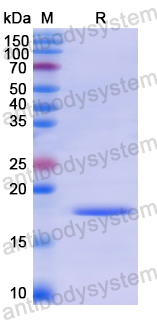 Recombinant Human GRIN2A Protein, N-His