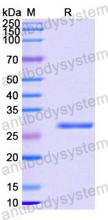 Recombinant Human ARHGAP5 Protein, N-His