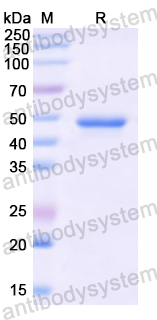 Recombinant Human LpPLA2/PLA2G7/PAF-AH Protein, N-His