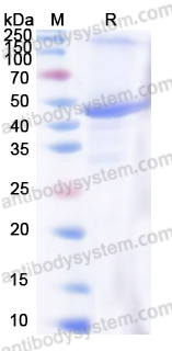 Recombinant Human TDP43 Protein, N-His