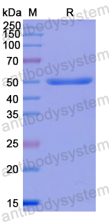 Recombinant Human MAPK7 Protein, N-GST