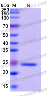 Recombinant Human PSMD2 Protein, N-His