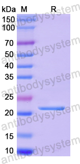 Recombinant Human SRSF9 Protein, N-His