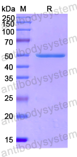 Recombinant Human GRM1 Protein, N-His