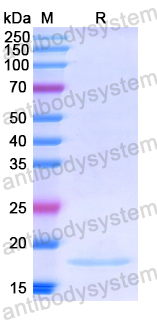 Recombinant Human SEMA3F Protein, N-His