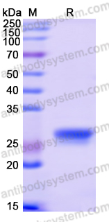 Recombinant Human STX3 Protein, N-His
