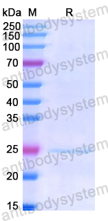 Recombinant Human GRB10 Protein, N-His