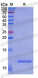 Recombinant Human CRHR2 Protein, N-His