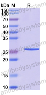 Recombinant Human SGCG Protein, N-His