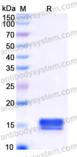 Recombinant Human UBE2V1 Protein, C-His
