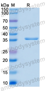 Recombinant Human MRPL49 Protein, N-GST & C-His