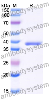 Recombinant Human MRPL49 Protein, N-GST & C-His