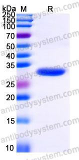 Recombinant Human PDAP1 Protein, N-His