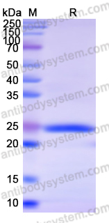 Recombinant Human BIRC3 Protein, N-His
