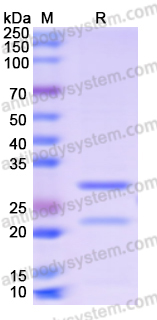 Recombinant Human OLIG2 Protein, N-His-SUMO & C-Strep