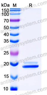 Recombinant Human EIF4EBP2/4E-BP2 Protein, N-His