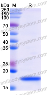 Recombinant Human CAMK2G Protein, N-His