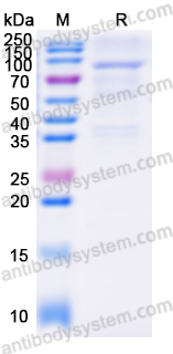 Recombinant Human CUL3 Protein, N-His