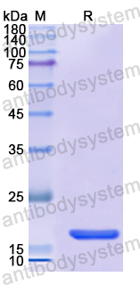 Recombinant Human PTCH1 Protein, N-His
