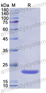 Recombinant Human APOF Protein, N-His