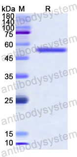Recombinant Human NFYC Protein, N-GST