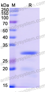 Recombinant Human COX17 Protein, N-GST & C-His