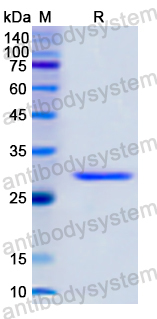Recombinant Human LRP8 Protein, N-His