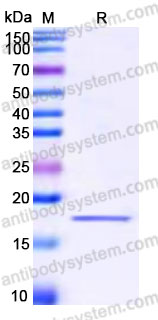 Recombinant Human IL18/IL1F4 Protein, Tag free
